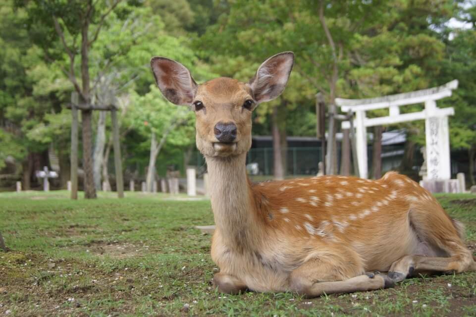 일본 나라 사슴